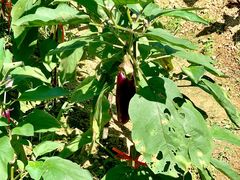 -韶山毛泽东同志故居