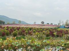 -径山花海
