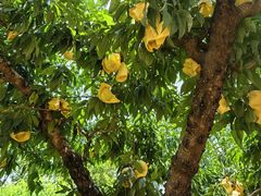 -老袁家蜜桃农场·阳山水蜜桃