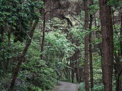 -铁山坪森林公园