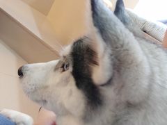 -Husky Go! 哈士奇体验馆·宠物咖啡厅狗咖
