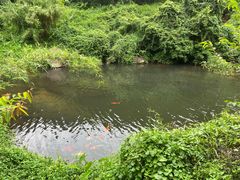 -马峦山郊野公园