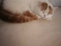 -Cappucimeow猫咪咖啡馆(韦伯时代店)