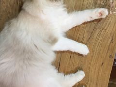 -李小姐の猫咖啡馆(五角场店)