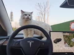 -TESLA 特斯拉(郑州正弘城体验店)