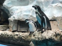 -帝企鹅自助餐厅•儿童岛•真企鹅(长隆企鹅酒店)