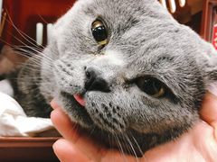 -纳吉亚猫专科动物诊疗中心(蒋宅口分院)