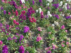 -上海植物园·停车场