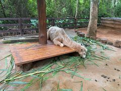 -海南热带野生动植物园