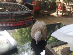 -Fern Forest Cafe