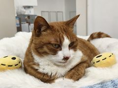 -四月宠物医院·猫专科·心脏专科·内科(转塘店)