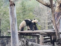 -都江堰中华大熊猫苑