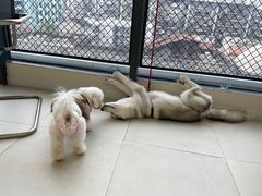 -怪兽屋·羊驼·猫咖·狗咖(俊华广场店)