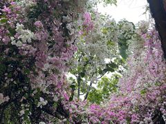 -深圳国际园林花卉博览园