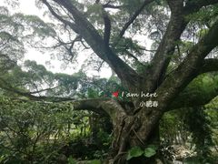 -广州市石门国家森林公园