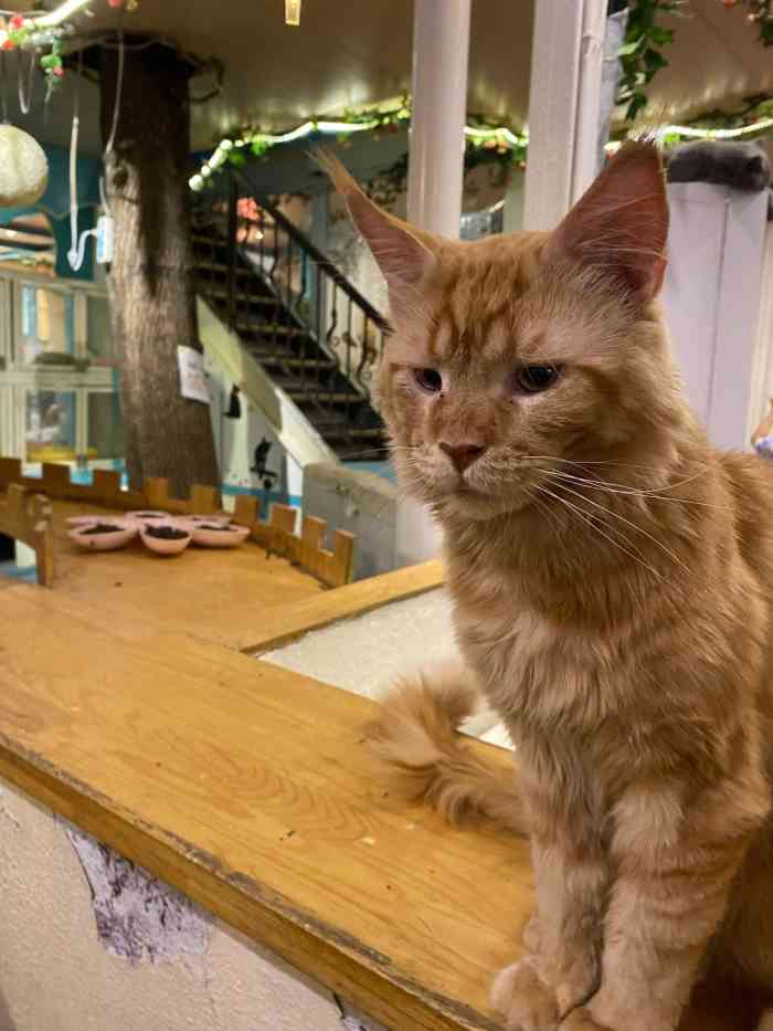 猫小院猫主题咖啡厅(北锣店)-"一直对宠物餐厅抱有恐惧心理 会不会很