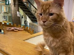 -猫小院猫主题咖啡厅(北锣店)