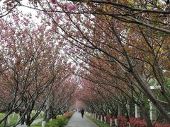 -高东镇樱花园