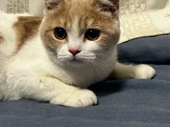 -艾吉宠物医院·疑难杂症转诊中心·猫友好(碧江路院)