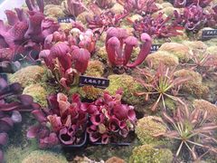 -中国科学院西双版纳热带植物园