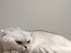 -有猫主题·治愈系猫咖(曾厝垵店)