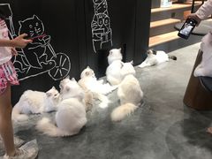 -瞄一喵猫咖(格力海岸店)