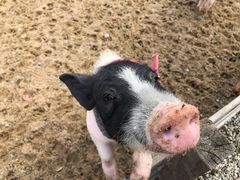 -前小桔亲子创意农场·草莓采摘·露营烧烤