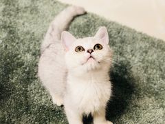 -猫大福·Fortune Cat猫舍(百子湾店)