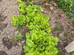 -马陆小张葡萄园农家乐