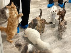 -楼上猫咖(罗湖店)