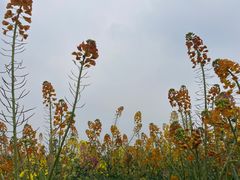 -中国天府农业博览园