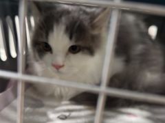 -佳雯宠物医院·皮肤科·内外科(春晓路分院)