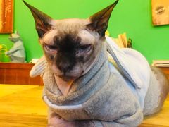 -李小姐の猫咖啡馆(五角场店)
