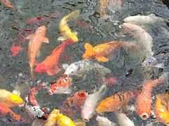 -春满园·早茶·粤菜·宴会(前海店)