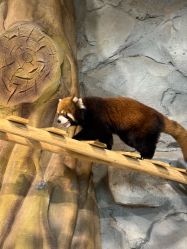 -Zoolung Zoolung动物主题公园(海信广场店)