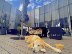 -百好乐宠物友好餐厅(朝外大街店)