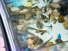 -泰国鱼疗足疗馆