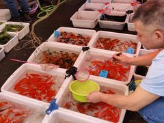 -清平路水族市场