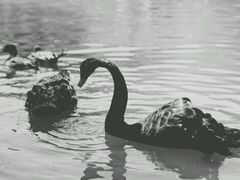 -新疆天山野生动物园