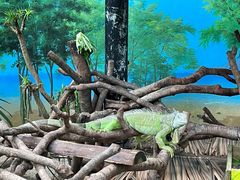 -广州长隆野生动物世界