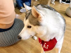 -Husky Go! 哈士奇体验馆·宠物咖啡厅狗咖