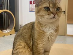 -有喵·猫咖·狗咖·40+猫狗有小奶狗(岗厦店)