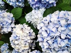 -上海市保健医疗中心