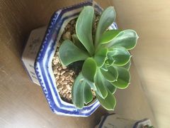 iphone_upload_pic-田园东方蜜桃村的田野营地