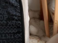-飞行喵MR PILOT|猫舍·猫咖(静安大融城店)
