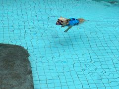 -帕帕拉兹宠物(亚洲旗舰店)