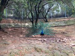 -泉州海丝野生动物世界