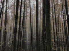 -山王坪喀斯特国家生态公园
