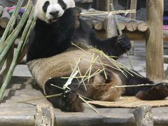 -栾川竹海野生动物园