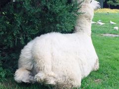 -银树楼(紫玉山庄东区店)